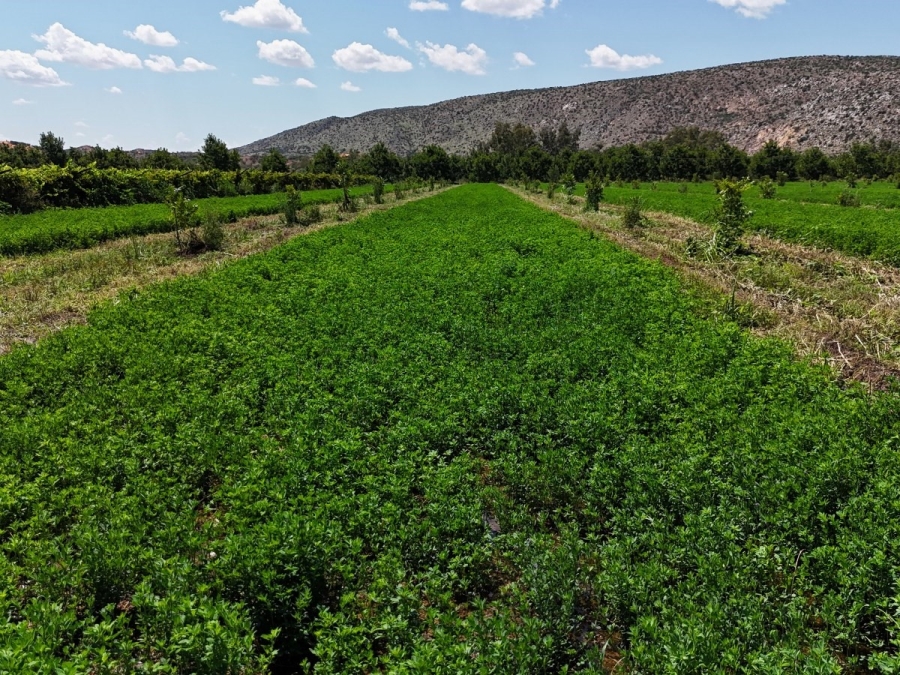 Commercial Property for Sale in Groblershoop Northern Cape